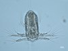 Photo of Copepoda: larval stages